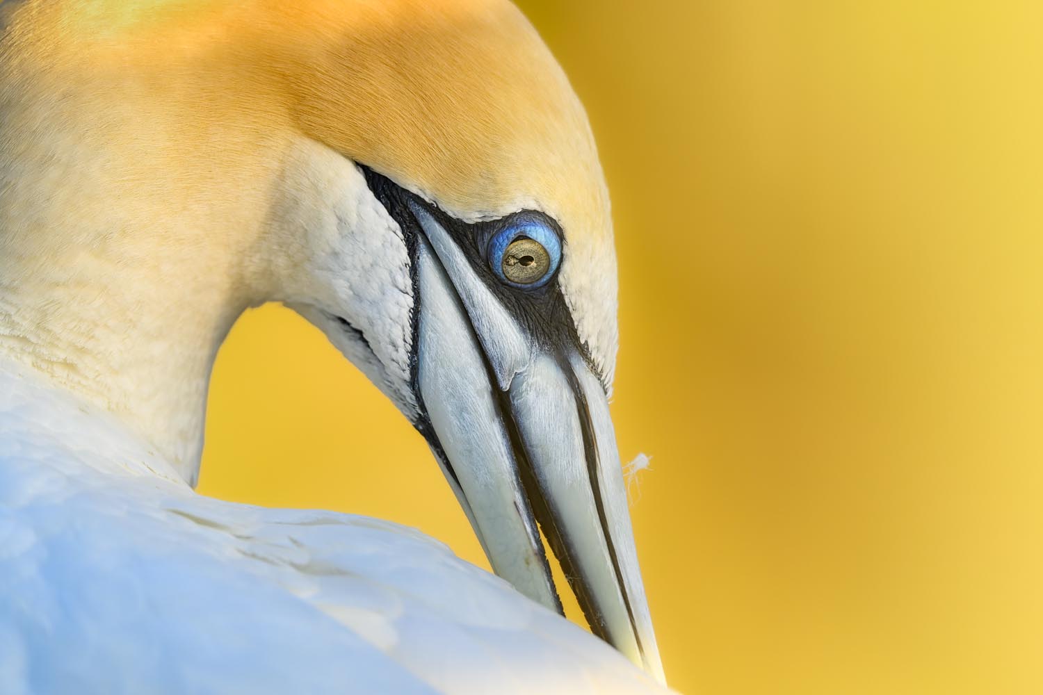 Australasian Gannet | Tākapu