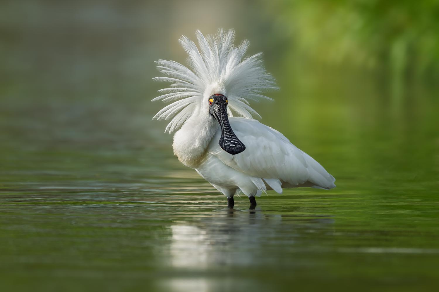 Royal spoonbill | Kōtuku ngutupapa