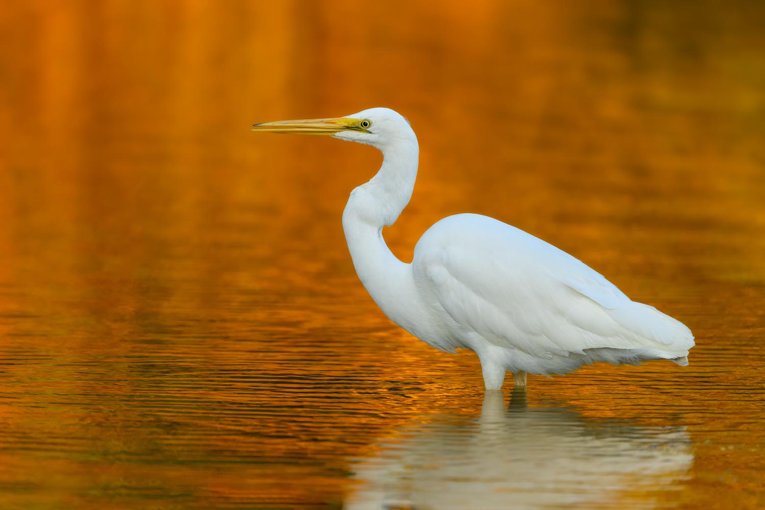 White Heron | Kōtuku