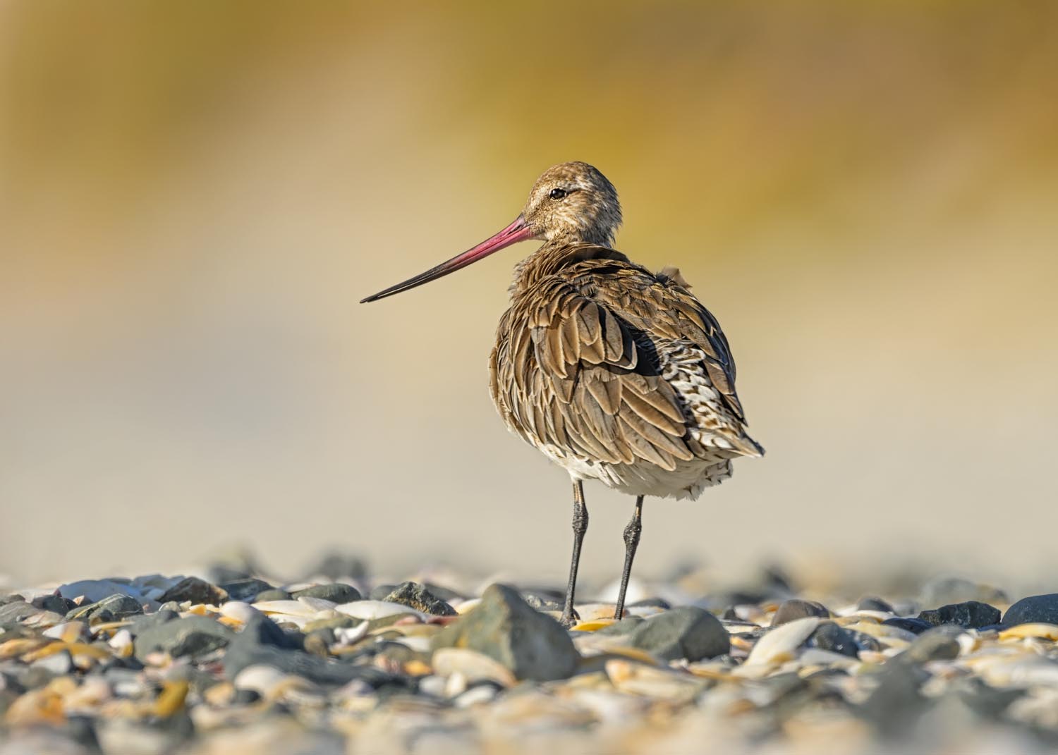 Bartailed Godwit | Kuaka