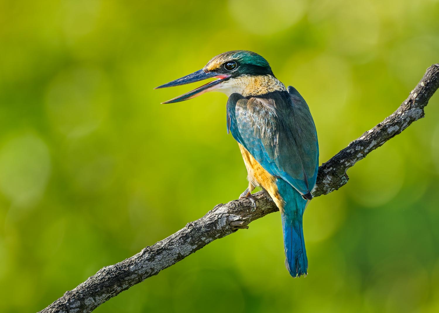 Sacred kingfisher | Kōtare