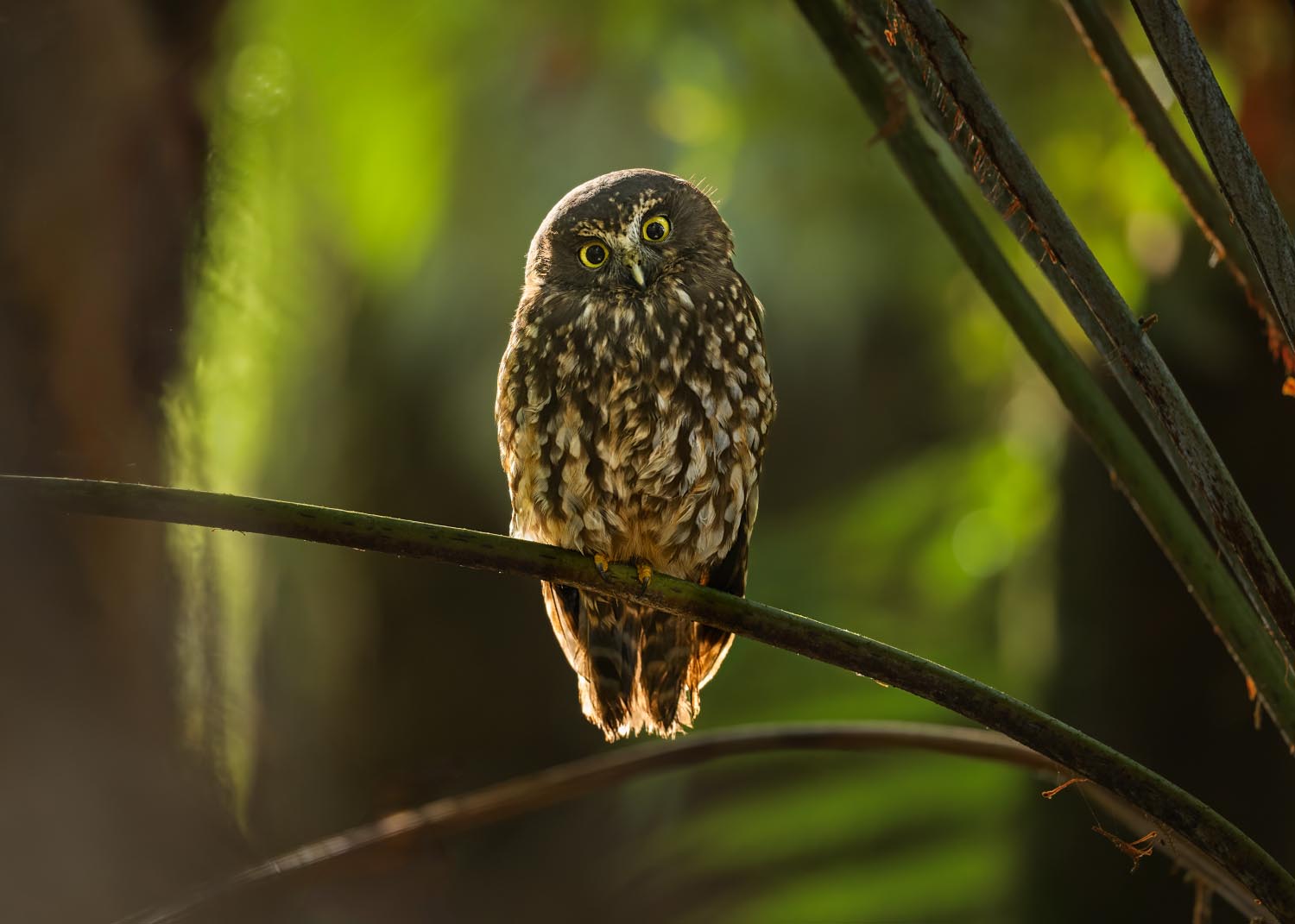 Ruru | Morepork
