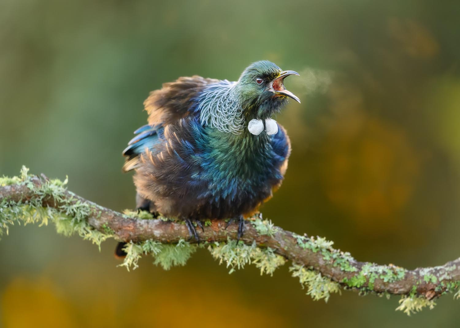 Tūī | Tui