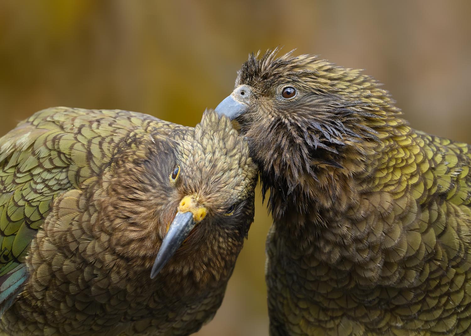 Kea