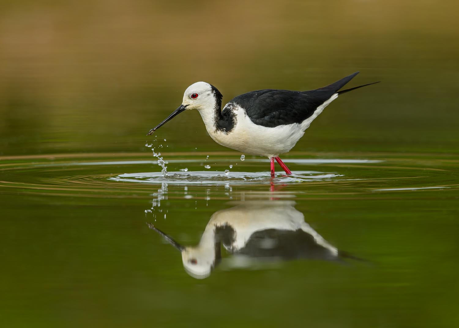 Pied stilt | Poaka